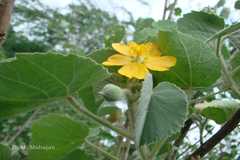Abutilon indicum subsp. guineensis